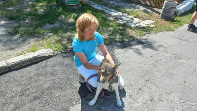 Із волонтерами у Полтаві планують укладати договори про опіку над прилаштованими у сім’ї тваринами Із волонтерами у Полтаві планують укладати договори про опіку над прилаштованими у сім’ї тваринами
