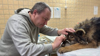 собака з чумкою