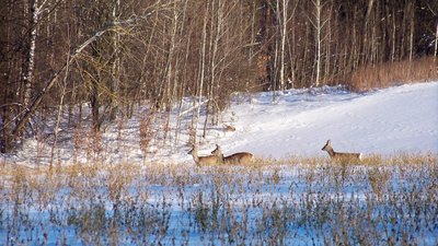 на Вінниччині розпочався щорічний підрахунок диких тварин на Вінниччині розпочався щорічний підрахунок диких тварин