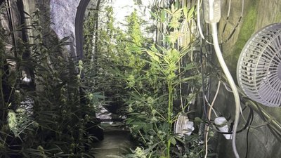 коноплі, вирощування конопель, нарколабораторія, наркотики, канабіс