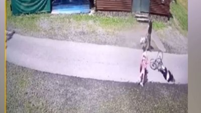 Щодо побиття дівчинки-велосипедистки на Закарпатті порушено кримінальне провадження