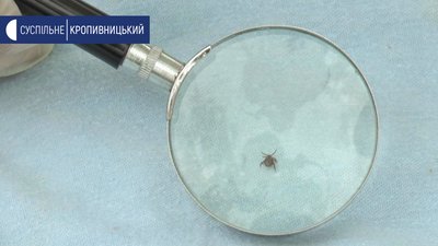 Пляж у Кропивницькому перевіряють на наявність кліщів-переносників хвороби Лайма