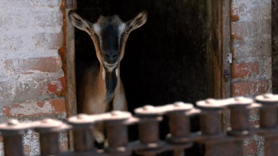 Вирощує худобу і мріє стати будівельником: як живе 5-річний блогер з Черкащини Матвій Брус