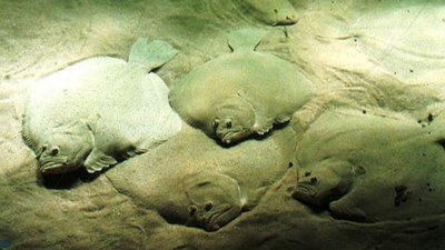На Херсонщині розпочалася заборона на любительський та промисловий лов камбали