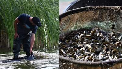 У Приютівській громаді на Кіровоградщині у водосховище випустили 200 тисяч мальків