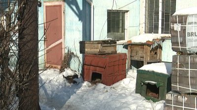 У Сумах вкушений безпритульним собакою хлопець, має спостерігати за твариною, щоб уникнути сказу У Сумах вкушений безпритульним собакою хлопець, має спостерігати за твариною, щоб уникнути сказу