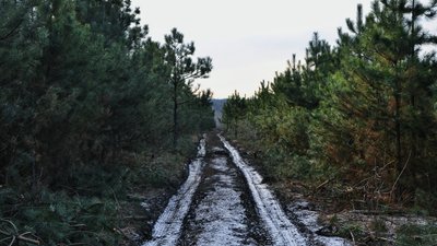 В лісовому господарстві показали ялинки, які прямують до ялинкових базарів Одещини В лісовому господарстві показали ялинки, які прямують до ялинкових базарів Одещини
