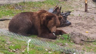 Ведмежий притулок Домажир Ведмежий притулок Домажир