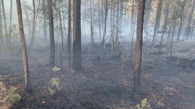 Через падіння дрона загорівся ліс на Рівненщині