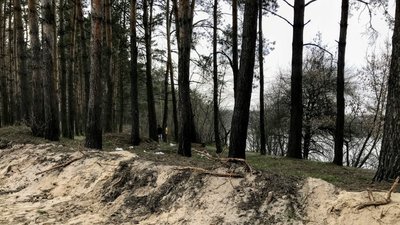 На Рівненщині заборонили відвідувати ліс на період воєнного стану. Кого це не стосується