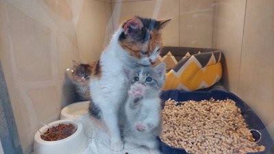 Котики врятовані із Херсонщини Котики врятовані із Херсонщини