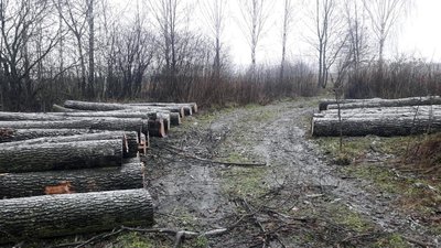 На Житомирщині від падіння дерев загинули двоє майстрів лісу