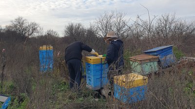 На Львівщину евакуювали бджіл з Харківщини На Львівщину евакуювали бджіл з Харківщини