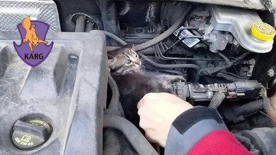 Обережно, коти: водіїв просять оглядати автівки перед виїздом Обережно, коти: водіїв просять оглядати автівки перед виїздом