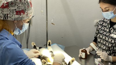 У Полтавській ТГ стерилізують котів у рамках проєкту "Кішка": скільки тварин прооперували У Полтавській ТГ стерилізують котів у рамках проєкту "Кішка": скільки тварин прооперували