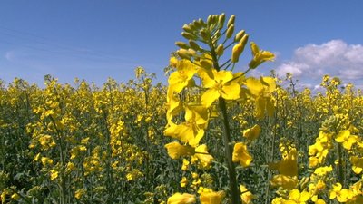 На Черкащині раніше зацвів ріпак