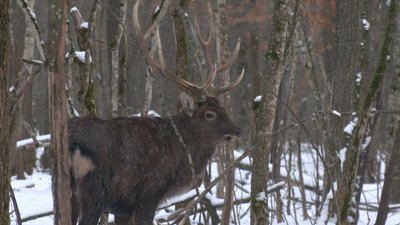 підгодівля тварин на Черкащині підгодівля тварин на Черкащині