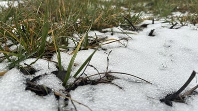 Трава присипана снігом