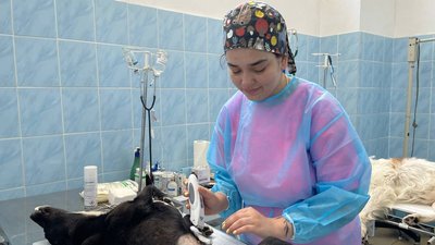 У Миколаєві відбувається безкоштовна стерилізація в рамках програми "Кішка"