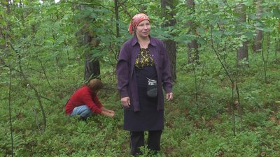 У лісах на Волині триває збір чорниць. Що про сезон кажуть заготівельники У лісах на Волині триває збір чорниць. Що про сезон кажуть заготівельники