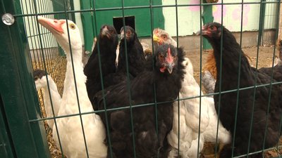 У спецшколі Житомира започаткували цикл уроків просто неба "Віконечко в природу" У спецшколі Житомира започаткували цикл уроків просто неба "Віконечко в природу"