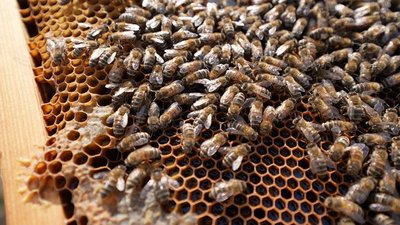 Бджоли на пасіці