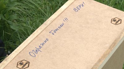 Через смерть 8 млн бджіл в Ужгороді Укрпошта посилює вимоги до таких перевезень
