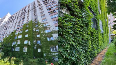 "Місто живих стін". У Києві почали вертикальне озеленення фасадів будинків "Місто живих стін". У Києві почали вертикальне озеленення фасадів будинків