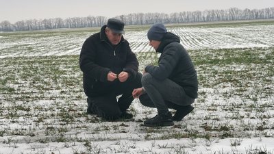 Грибкове захворювання та гризуни: стан озимини на Полтавщині Грибкове захворювання та гризуни: стан озимини на Полтавщині