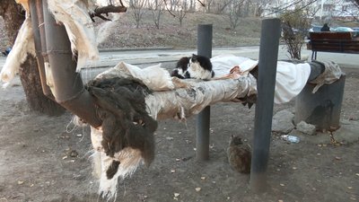 Шишківка у пару: харків’яни скаржаться на розриття, які тепловики кинули після ремонту Шишківка у пару: харків’яни скаржаться на розриття, які тепловики кинули після ремонту