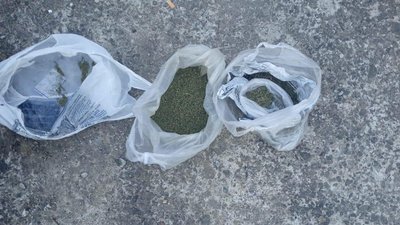 Плантацію з коноплями виявили поліцейські у жителя Мукачівщини