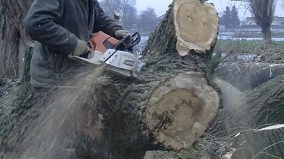 Прорахувався: на Волині судитимуть лісівника за незаконні рубки на понад мільйон гривень
