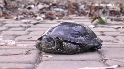 Майже 70 черепах місцеві волонтери дістали з озера у центральному парку Вінниці