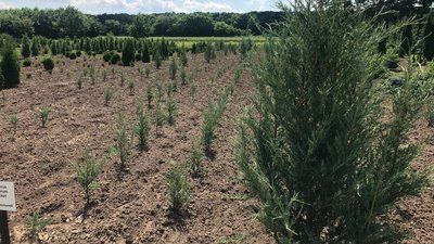 "Пророщували насіння": як лісівники на Полтавщині готують сіянці нових дерев "Пророщували насіння": як лісівники на Полтавщині готують сіянці нових дерев