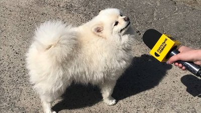 "Тут дівчат немає, є лише військові" –житомирська співачка Лєна Дарк, яка пішла в тероборону "Тут дівчат немає, є лише військові" –житомирська співачка Лєна Дарк, яка пішла в тероборону