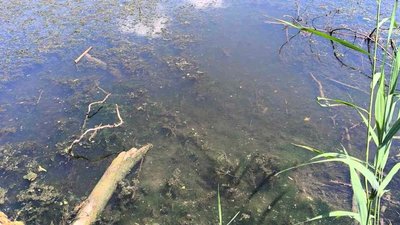 Озеро Леб'яже в Ізмаїлі, яке перевірила екоінспекція