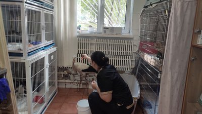 Жінка годує лелеку Жінка годує лелеку