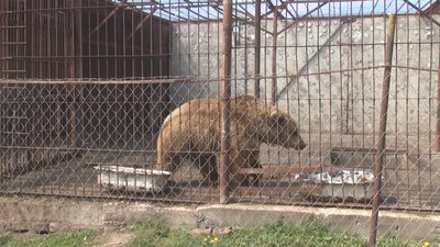 Керівнику Хмельницького зоокуточку диких тварин загрожує штраф. Що сталося