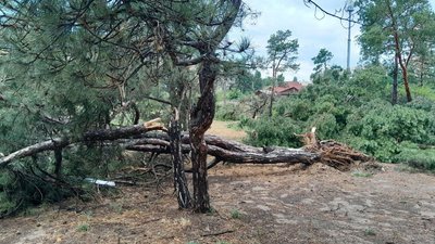 У Миколаєві через зливу та буревій попадали дерева