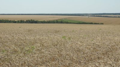 На два тижні пізніше. Аграрії розпочали на Донеччині збір озимої пшениці На два тижні пізніше. Аграрії розпочали на Донеччині збір озимої пшениці