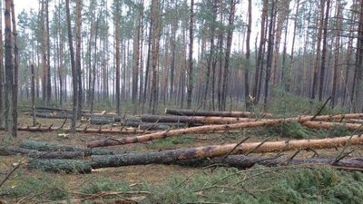 47 млн збитків нарахувала Держекоінспекція за зрізані сосни у нічийному лісі на Рівненщині