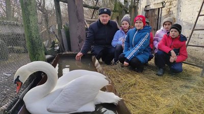 На Полтавщині врятували лебедя, який не відлетів у вирій На Полтавщині врятували лебедя, який не відлетів у вирій