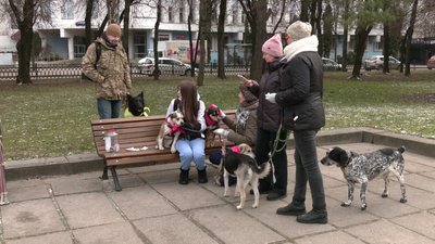 У пошуку господарів: у Рівному волонтери щотижня вигулюватимуть безпритульних собак