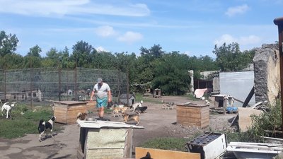 У Бобринецькому притулку немає чим годувати бездомних тварин