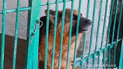 У Полтаві оселили службових поліцейських собак У Полтаві оселили службових поліцейських собак