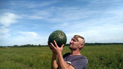 Волинські кавуни: де і як вирощують
