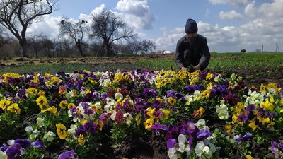У селі на Львівщині вирощують квіткову плантацію У селі на Львівщині вирощують квіткову плантацію