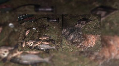 На Чернігівщині браконьєри за 11 рибин мають сплатити майже 20 тисяч гривень