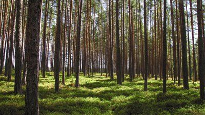 На Вінниччині працівник лісгоспу причетний до вирубки дерев на 2,6 млн гривень