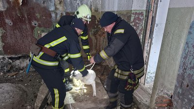 каналізація, собака, врятували песика, пес, тварина, рятувальника
